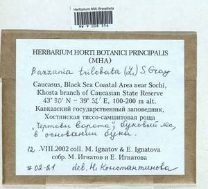 Bazzania trilobata (L.) Gray, Гербарий мохообразных, Мхи - Северный Кавказ и Предкавказье (B12) (Россия)