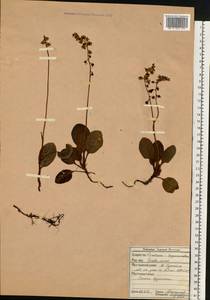 Грушанка малая L., Восточная Европа, Северный район (E1) (Россия)