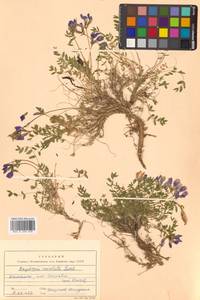 Остролодочник завернутый Ledeb., Сибирь, Чукотка и Камчатка (S7) (Россия)