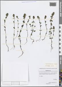 Очанка волосистая, Очанка мохнатая Jord. ex Reut., Кавказ, Северная Осетия, Ингушетия и Чечня (K1c) (Россия)