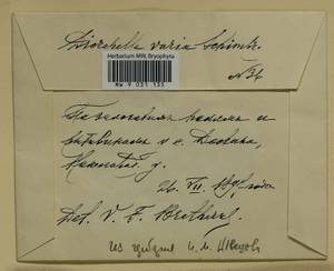 Dicranella varia (Hedw.) Schimp., Гербарий мохообразных, Мхи - Центральное Нечерноземье (B6) (Россия)