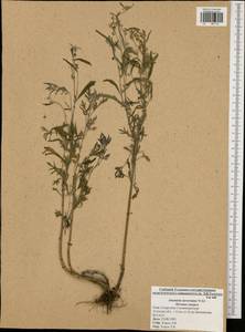 Полынь Сиверса Ehrh. ex Willd., Восточная Европа, Центральный район (E4) (Россия)