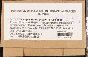 Schistidium apocarpum (Hedw.) Bruch & Schimp., Гербарий мохообразных, Мхи - Карелия, Ленинградская и Мурманская области (B4) (Россия)