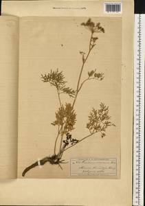 Кадения сомнительная (Schkuhr) Lavrova & V.N.Tikhom., Восточная Европа, Московская область и Москва (E4a) (Россия)