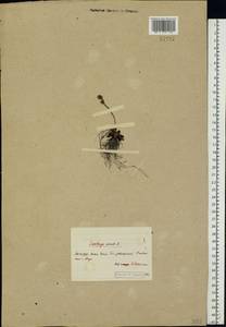 Камнеломка снежная (L.) Small, Восточная Европа, Северный район (E1) (Россия)