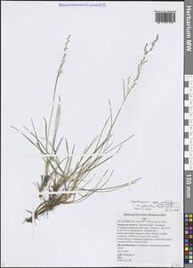 Щучка дернистая, Сибирь, Дальний Восток (S6) (Россия)