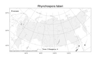 Rhynchospora faberi, Очеретник Фабера C.B.Clarke, Атлас флоры России (FLORUS) (Россия)