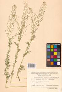 Дескурения Софии (L.) Webb ex Prantl, Восточная Европа, Нижневолжский район (E9) (Россия)