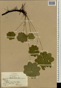 Манжетка неприкрытая Juz., Восточная Европа, Центральный район (E4) (Россия)