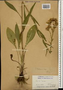 Jacobaea racemosa subsp. racemosa, Кавказ, Армения (K5) (Армения)
