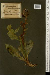 Lactuca persica Boiss., Кавказ, Азербайджан (K6) (Азербайджан)