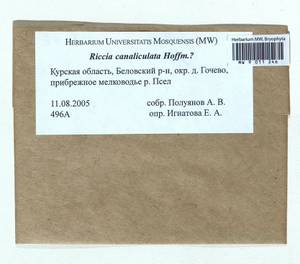 Riccia canaliculata Hoffm., Гербарий мохообразных, Мхи - Центральное Черноземье (B10) (Россия)