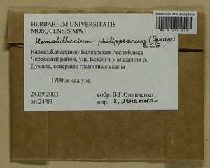 Homalothecium philippeanum (Spruce) Schimp., Гербарий мохообразных, Мхи - Северный Кавказ и Предкавказье (B12) (Россия)