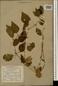 Alkekengi officinarum Moench, Кавказ, Абхазия (K4a) (Абхазия)