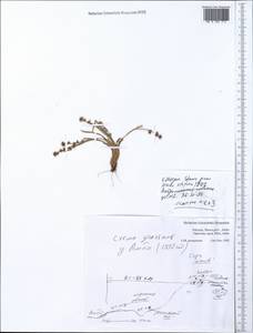 Liliopsida, Африка (AFR) (Эфиопия)