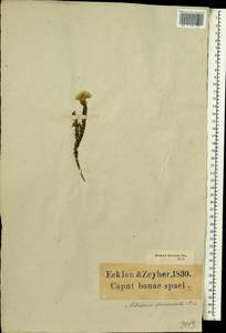 Metalasia brevifolia (Lam.) Levyns, Африка (AFR) (ЮАР)