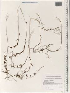 Microstegium japonicum (Miq.) Koidz., Зарубежная Азия (ASIA) (КНР)