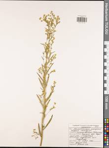 Мелколепестник канадский L., Восточная Европа, Центральный район (E4) (Россия)