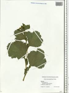 Гравилат крупнолистный Willd., Восточная Европа, Московская область и Москва (E4a) (Россия)
