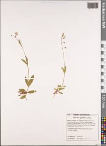 Tuberaria guttata, Зарубежная Азия (ASIA) (Турция)