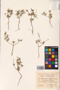 Pyankovia brachiata (Pall.) Akhani & Roalson, Средняя Азия и Казахстан, Прикаспийский Устюрт и Северное Приаралье (M8) (Казахстан)