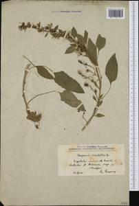Campanula secundiflora Vis. & Pancic, Западная Европа (EUR) (Сербия)