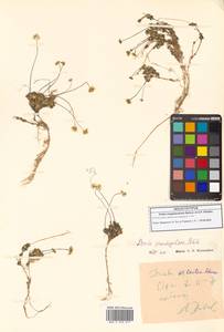 Крупка магаданская Berkut. & A.P.Khokhr., Сибирь, Чукотка и Камчатка (S7) (Россия)