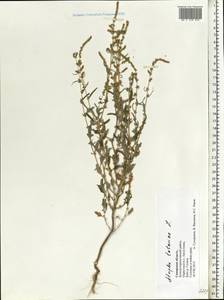 Лебеда татарская L., Восточная Европа, Средневолжский район (E8) (Россия)