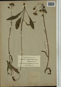 Hieracium umbellatum subsp. umbellatum, Западная Европа (EUR) (Швеция)