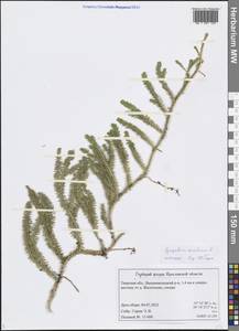 Spinulum annotinum subsp. annotinum, Восточная Европа, Северо-Западный район (E2) (Россия)