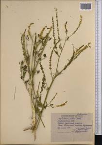 Донник белый Medik., Средняя Азия и Казахстан, Северный и Центральный Тянь-Шань (M4) (Киргизия)