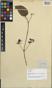 Stigmaphyllon dealbatum (A. Juss.) C.E.Anderson, Зарубежная Азия (ASIA) (Филиппины)