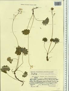 Камнеломка Нельсона, Сибирь, Чукотка и Камчатка (S7) (Россия)
