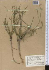 Seseli jomuticum Schischk., Средняя Азия и Казахстан, Копетдаг, Бадхыз, Малый и Большой Балхан (M1) (Туркмения)