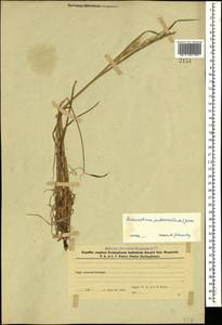 Avenula pubescens (Huds.) Dumort., Кавказ, Азербайджан (K6) (Азербайджан)