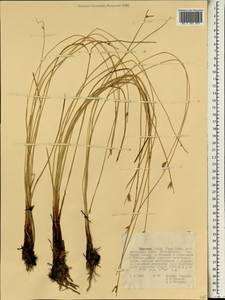 Камыш, Африка (AFR) (Эфиопия)