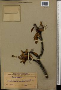 Ясень высокий, Ясень обыкновенный L., Кавказ, Азербайджан (K6) (Азербайджан)