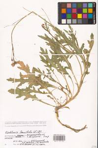 Двурядка тонколистная (L.) DC., Восточная Европа, Нижневолжский район (E9) (Россия)