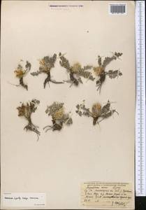 Rhaponticum nanum subsp. nanum, Средняя Азия и Казахстан, Памир и Памиро-Алай (M2) (Таджикистан)