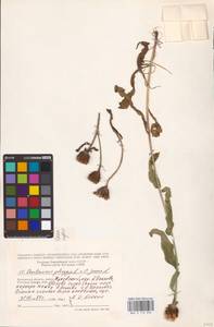 Centaurea ×livonica Weinm., Восточная Европа, Центральный район (E4) (Россия)