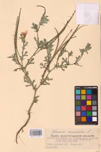 Мачок рогатый (L.) Rudolph, Восточная Европа, Нижневолжский район (E9) (Россия)