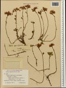 Phedimus spurius subsp. oppositifolius (Sims) L. Gallo, Кавказ, Северная Осетия, Ингушетия и Чечня (K1c) (Россия)