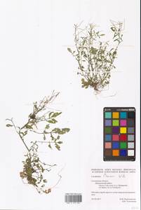 Сердечник извилистый With., Восточная Европа, Западный район (E3) (Россия)