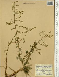 Полынь желтоцветная Krasch., Монголия (MONG) (Монголия)
