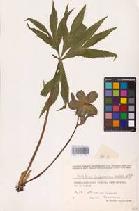 Морозник пурпурный Waldst. & Kit., Восточная Европа, Западно-Украинский район (E13) (Украина)