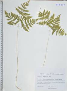 Голокучник иезский (Koidz.) Koidz., Сибирь, Дальний Восток (S6) (Россия)