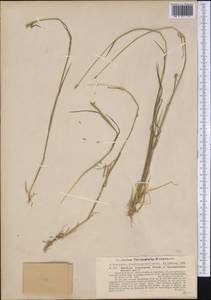 Hordeum stenostachys Godr., Америка (AMER) (Аргентина)