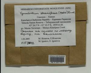 Cynodontium strumiferum (Hedw.) Lindb., Гербарий мохообразных, Мхи - Северный Кавказ и Предкавказье (B12) (Россия)