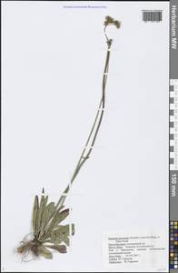 Pilosella erythrochrista (Nägeli & Peter) S. Bräut. & Greuter, Восточная Европа, Средневолжский район (E8) (Россия)