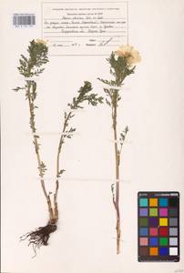 Горицвет апеннинский, Адонис апеннинский L., Восточная Европа, Восточный район (E10) (Россия)